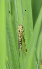 Ogcogaster segmentator