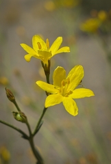 Menodora decemfida