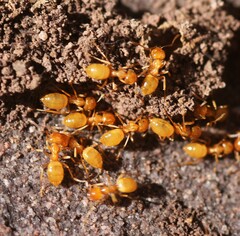 Lasius arizonicus