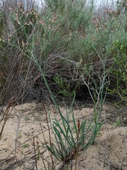 Limonium longifolium