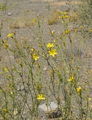 Menodora decemfida