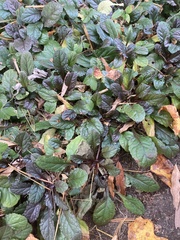 Ajuga
