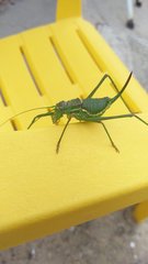 Steropleurus pseudolus