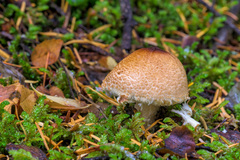 Lepiota magnispora