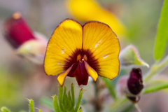 Bossiaea eriocarpa