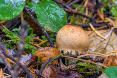 Lepiota magnispora