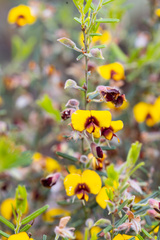 Bossiaea eriocarpa
