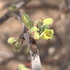 Commiphora angolensis