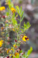 Bossiaea eriocarpa