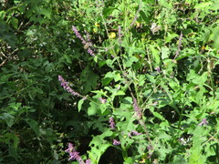 Salvia purpurea