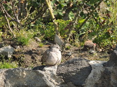 Columbina inca