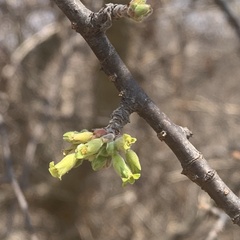 Commiphora angolensis