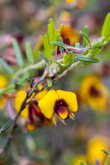 Bossiaea eriocarpa