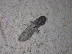 Eupithecia phoeniceata