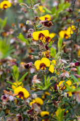 Bossiaea eriocarpa