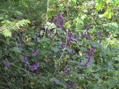 Salvia purpurea