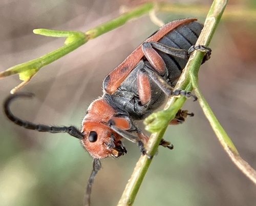 Tetraopes thermophilus