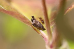 Bryantopsis ensigera