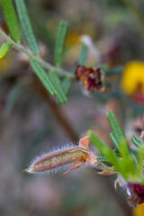 Bossiaea eriocarpa
