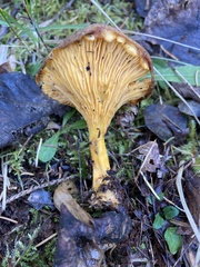 Cantharellus