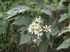 Montanoa grandiflora
