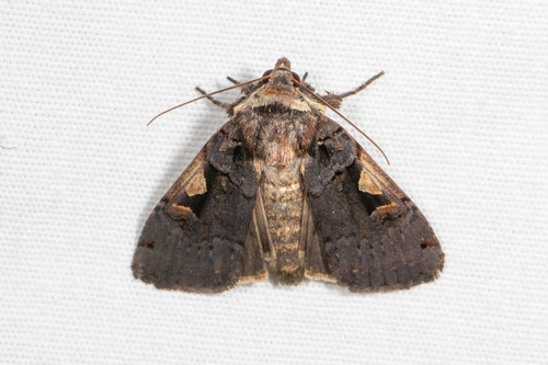 Setaceous Hebrew Character photo 6