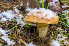Suillus tomentosus