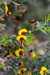 Bossiaea eriocarpa