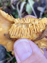 Cantharellus