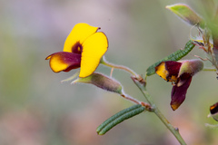 Bossiaea eriocarpa