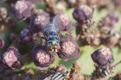 Chrysomya chloropyga