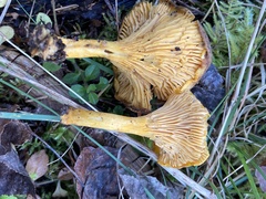 Cantharellus