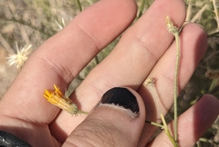 Bebbia juncea