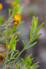 Bossiaea eriocarpa