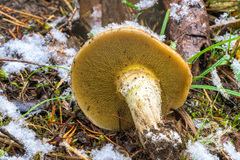 Suillus tomentosus