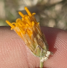 Bebbia juncea