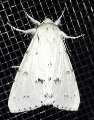 Acronicta vulpina