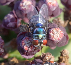 Chrysomya chloropyga