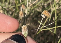 Bebbia juncea