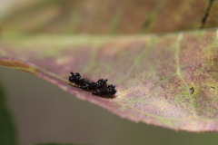 Bryantopsis ensigera