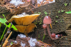 Mycena filopes