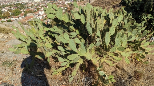 Image of Opuntia bergeriana by (c) engagenosey, some rights reserved (CC BY)