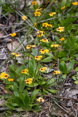 Goodenia trinervis
