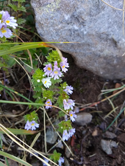 Euphrasia officinalis