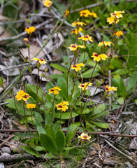 Goodenia trinervis