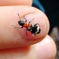 Thanasimus formicarius
