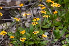 Goodenia trinervis