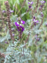 Dalea bicolor