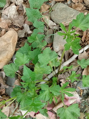 Malvaceae