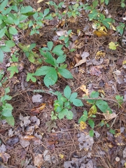 Agrimonia gryposepala